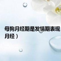 母狗月经期是发情期表现(母狗 月经)