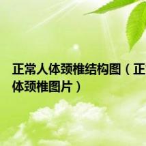 正常人体颈椎结构图(正常的人体颈椎图片)