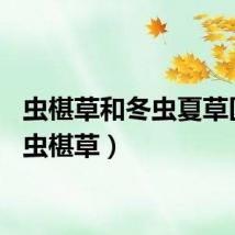 虫椹草和冬虫夏草区别（虫椹草）