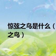 惊弦之鸟是什么（惊弦之鸟）
