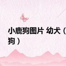 小鹿狗图片 幼犬(小鹿狗)