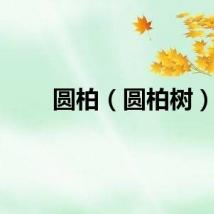 圆柏（圆柏树）