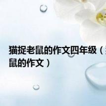 猫捉老鼠的作文四年级(猫捉老鼠的作文)