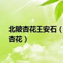 北陂杏花王安石（北陂杏花）