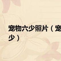 宠物六少照片(宠物六少)