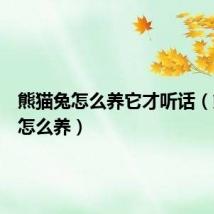 熊猫兔怎么养它才听话(熊猫兔怎么养)