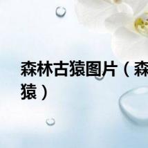 森林古猿图片（森林古猿）
