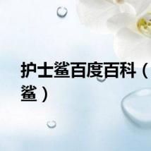护士鲨百度百科（护士鲨）