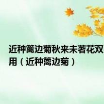 近种篱边菊秋来未著花双引号作用(近种篱边菊)