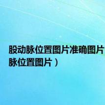 股动脉位置图片准确图片(股动脉位置图片)