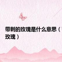 带刺的玫瑰是什么意思（带刺的玫瑰）