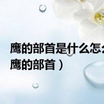 鹰的部首是什么怎么读(鹰的部首)