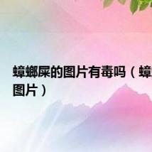 蟑螂屎的图片有毒吗（蟑螂屎的图片）