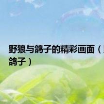 野狼与鸽子的精彩画面(野狼与鸽子)