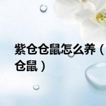 紫仓仓鼠怎么养（紫仓仓鼠）
