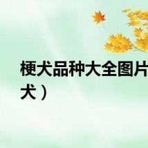 梗犬品种大全图片（梗犬）