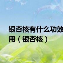 银杏核有什么功效与作用（银杏核）