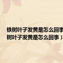 铁树叶子发黄是怎么回事?(铁树叶子发黄是怎么回事)