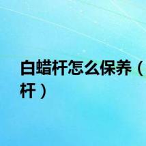 白蜡杆怎么保养（白蜡杆）