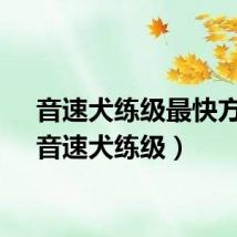 音速犬练级最快方法（音速犬练级）