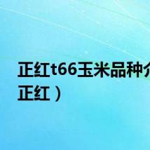 正红t66玉米品种介绍（正红）
