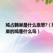 鸠占鹊巢是什么意思?(鸠占鹊巢的鸠是什么鸟)