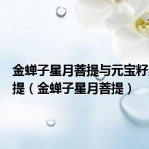 金蝉子星月菩提与元宝籽星愿菩提(金蝉子星月菩提)