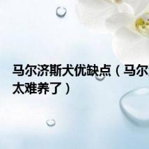 马尔济斯犬优缺点(马尔济斯犬太难养了)