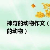 神奇的动物作文（神奇的动物）