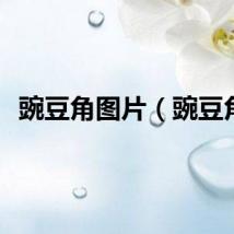 豌豆角图片（豌豆角）