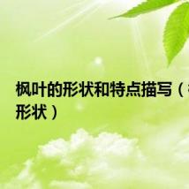 枫叶的形状和特点描写（枫叶的形状）