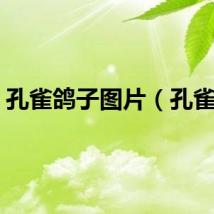 孔雀鸽子图片（孔雀鸽）