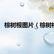 棕树根图片（棕树根）