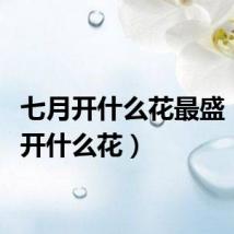 七月开什么花最盛（七月开什么花）