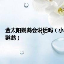 金太阳鹦鹉会说话吗(小金太阳鹦鹉)