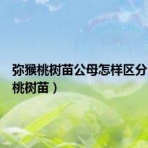 弥猴桃树苗公母怎样区分(弥猴桃树苗)