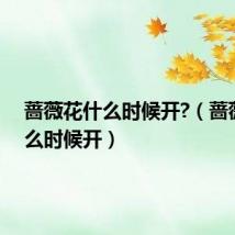 蔷薇花什么时候开?(蔷薇花什么时候开)