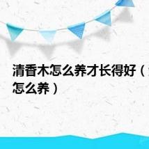 清香木怎么养才长得好(清香木怎么养)