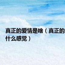 真正的爱情是啥(真正的爱情是什么感觉)