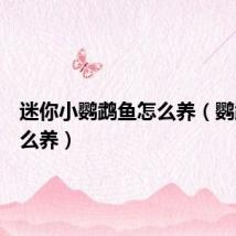 迷你小鹦鹉鱼怎么养（鹦鹉鱼怎么养）
