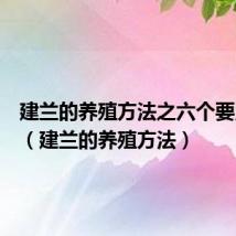 建兰的养殖方法之六个要点总结(建兰的养殖方法)