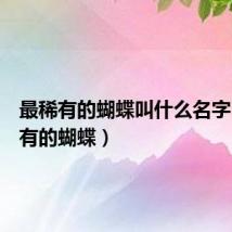 最稀有的蝴蝶叫什么名字(最稀有的蝴蝶)