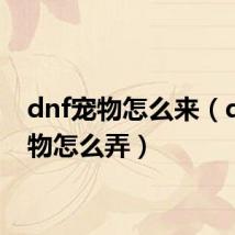 dnf宠物怎么来(dnf宠物怎么弄)