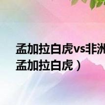 孟加拉白虎vs非洲狮(孟加拉白虎)