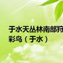 于水天丛林南部狩猎瞑彩鸟（于水）