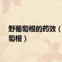 野葡萄根的药效（野葡萄根）