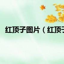 红顶子图片（红顶子）