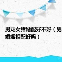 男龙女猪婚配好不好(男龙女猪婚姻相配好吗)