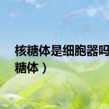 核糖体是细胞器吗（核糖体）