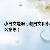 小白文是啥(老白文和小白文什么意思)